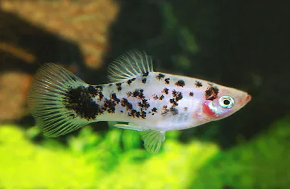 black and white platy